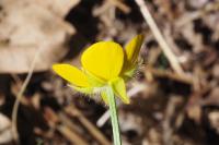 Ranunculus bulbosus