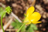 Ranunculus bulbosus