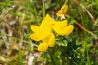 Lotus corniculatus