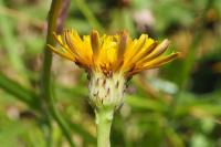Hypochaeris radicata