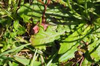 Hypochaeris radicata