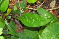 Pulmonaria longifolia