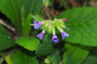 Pulmonaria longifolia