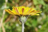 Pilosella officinarum