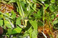 Pilosella officinarum