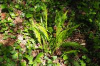 Struthiopteris spicant