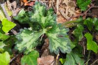 Ranunculus serpens