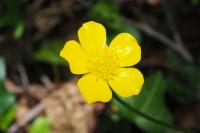 Ranunculus serpens