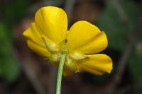 Ranunculus serpens