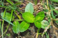 Veronica beccabunga