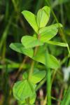 Hypericum tetrapterum