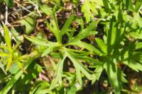Ranunculus acris