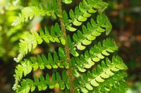 Polystichum setiferum