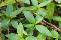 Mercurialis perennis