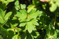 Ranunculus repens