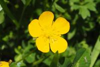 Ranunculus repens