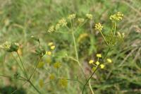 Bupleurum falcatum