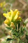 Medicago sativa subsp. falcata