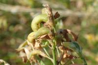 Medicago sativa subsp. falcata