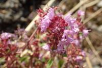 Thymus pulegioides