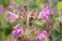 Clinopodium vulgare