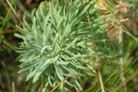 Euphorbia cyparissias