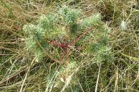 Euphorbia cyparissias