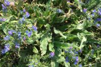 Echium vulgare