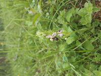 Ophrys scolopax