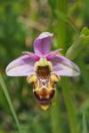 Ophrys scolopax