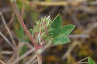 Trifolium scabrum