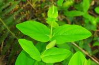 Hypericum androsaemum