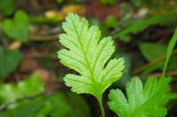 Crataegus monogyna