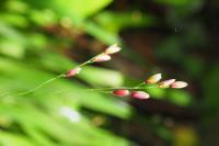 Melica uniflora