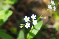 Myosotis martini