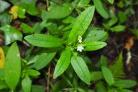 Myosotis martini