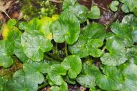 Ficaria verna