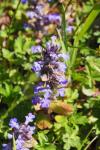 Ajuga reptans