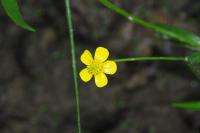 Ranunculus flammula