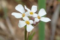 Iberis pinnata