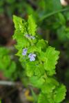 Glechoma hederacea