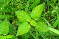 Circaea lutetiana