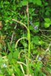 Carex pendula