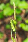 Carex sylvatica