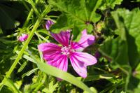 Malva sylvestris