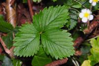 Fragaria vesca