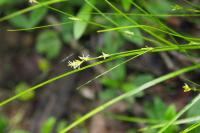Carex remota