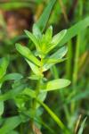Lythrum hyssopifolia