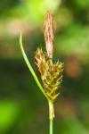 Carex caryophyllea