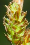 Carex caryophyllea